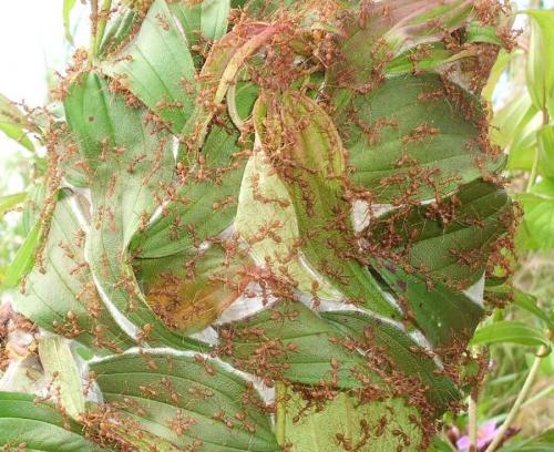 Réf. 90 833 : Oecophylla smaragdina