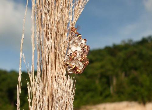 Ropalidia sp.