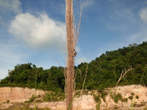 Ropalidia sp.