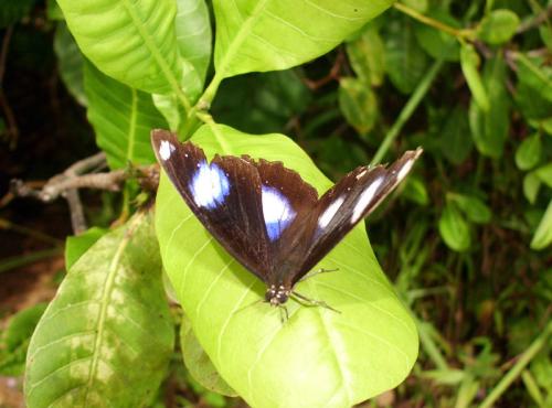 Hypolimnas bolina