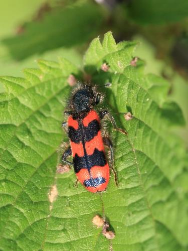 Réf. 90 737 : Trichodes alvearius