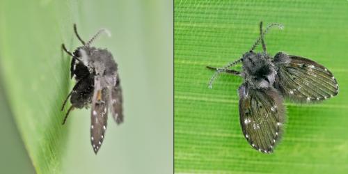 Clogmia albipunctata
