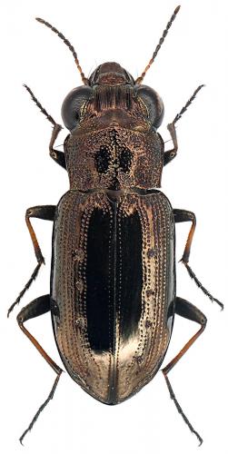 Réf. 90 910 : Notiophilus quadripunctatus