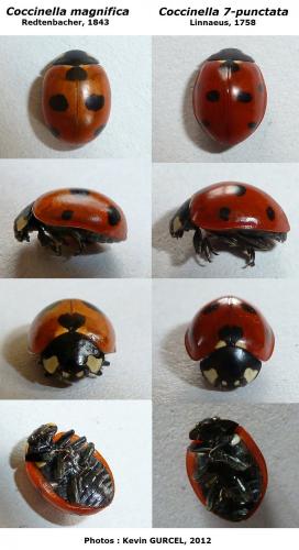 Coccinella divers