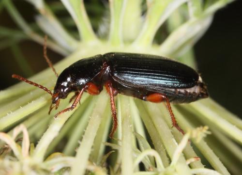 Ophonus sp.