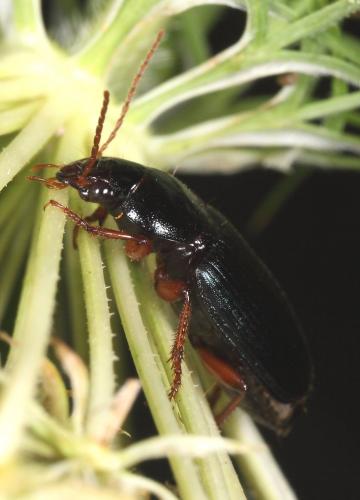 Ophonus sp.