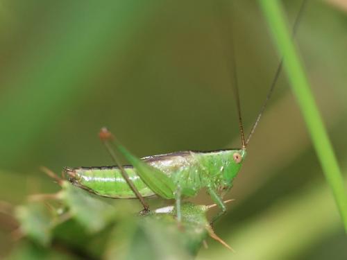 Réf. 90 355 : Conocephalus sp.