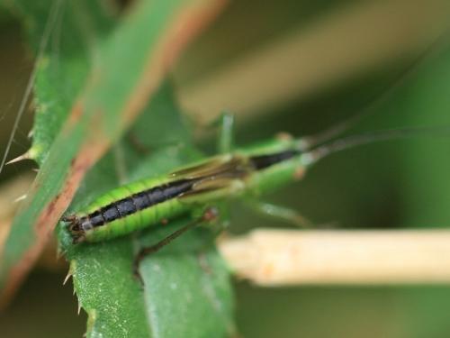 Réf. 90 408 : Conocephalus sp.