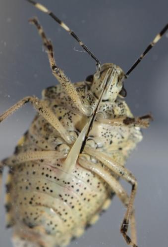 Rhaphigaster nebulosa