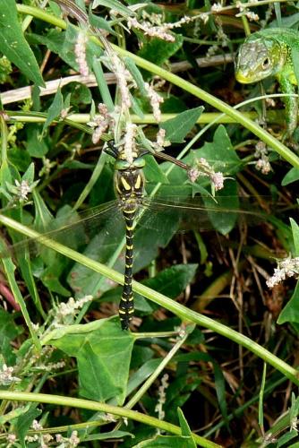 Cordulegaster boltonii