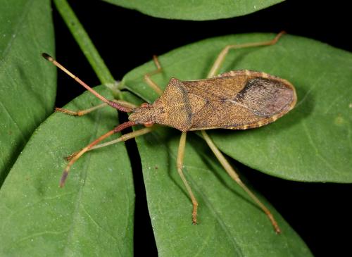 Gonocerus acuteangulatus