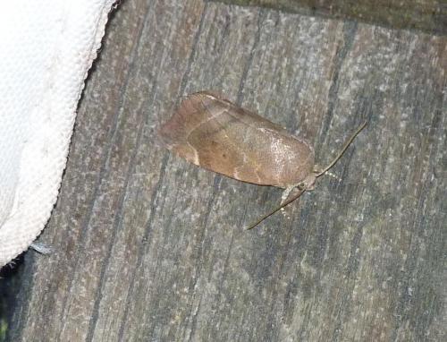Réf. 90 432 : Cosmia affinis