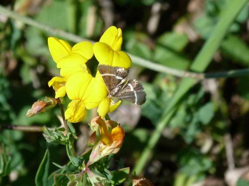 Réf. 90 470 : Pyrausta cingulata