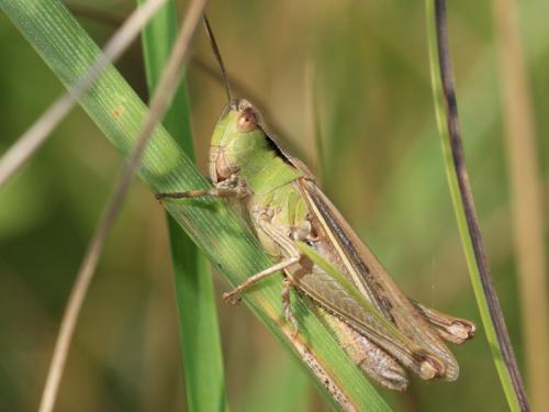 Réf. 90 353 : Chorthippus dorsatus dorsatus