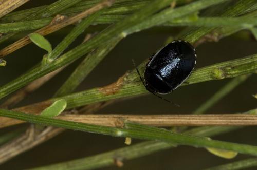 Canthophorus melanopterus