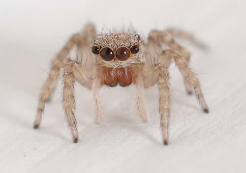 Pseudeuophrys lanigera