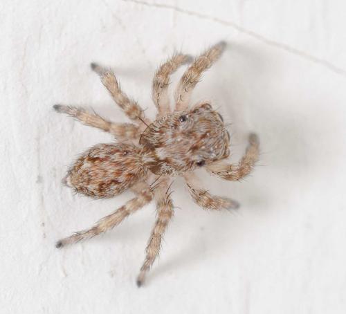 Pseudeuophrys lanigera