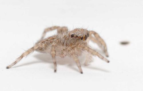 Pseudeuophrys lanigera