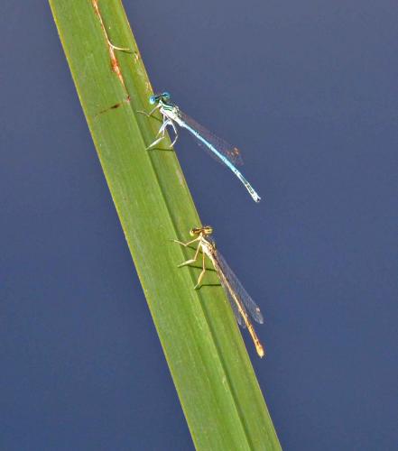Platycnemis pennipes