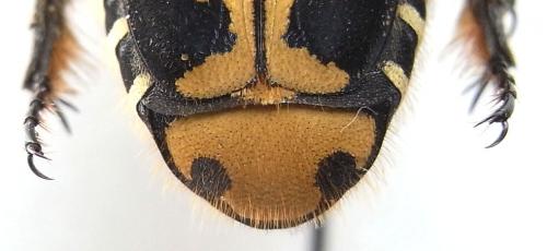 Taeniodera sp.