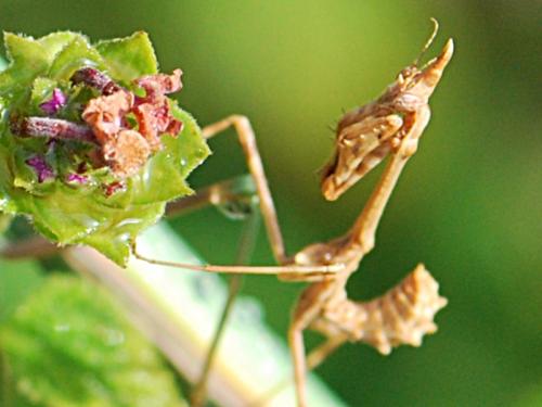 Réf. 90 568 : Empusa pennata