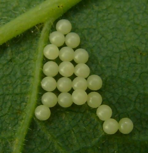 Diaphora mendica