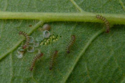 Diaphora mendica