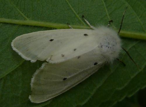 Diaphora mendica