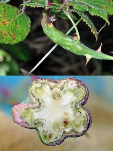 Diastrophus rubi