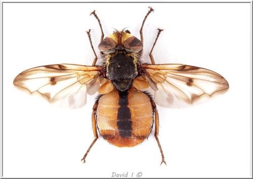 Ectophasia crassipennis