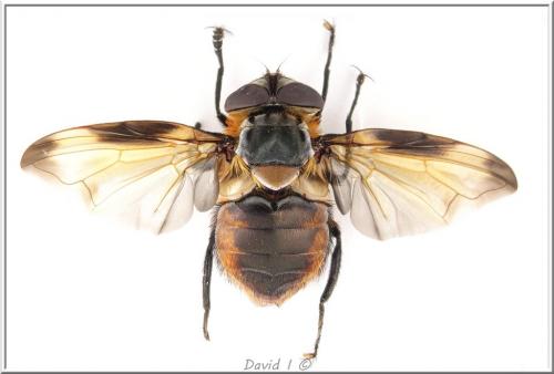 Phasia hemiptera