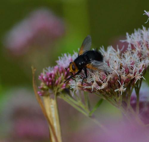 Réf. 90 197 : Tachina grossa