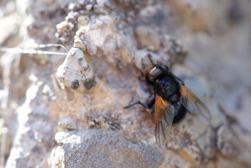 Mesembrina meridiana