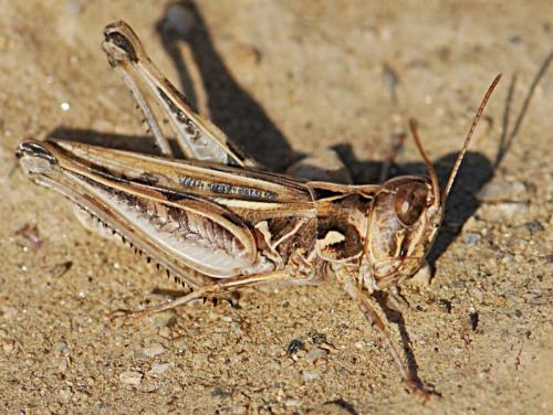 Réf. 90 078 : Dociostaurus jagoi occidentalis