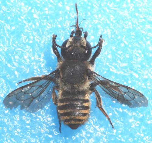 Réf. 90 436 : Megachile melanopyga