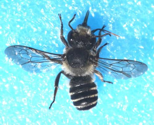 Réf. 90 513 : Megachile melanopyga