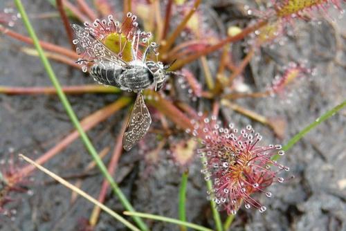Haematopota sp.
