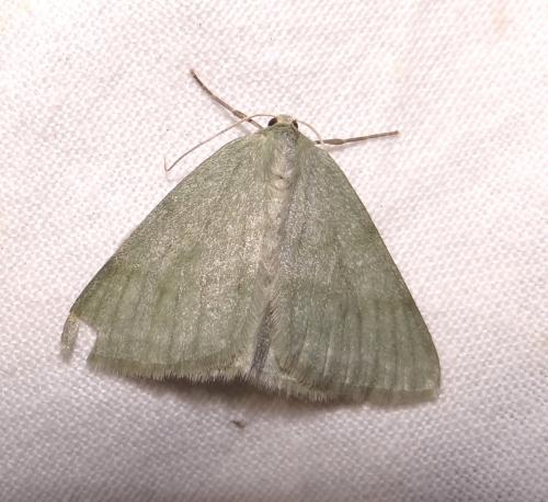 Réf. 90 288 : Pseudoterpna pruinata