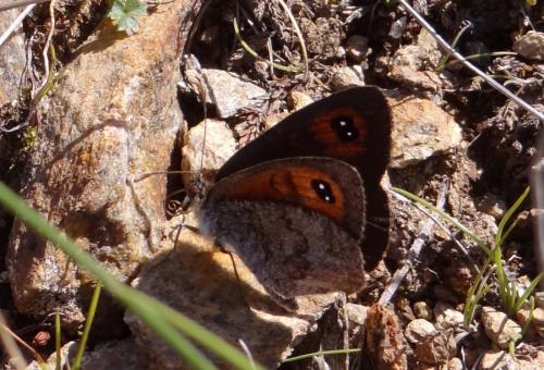 Réf. 90 003 : Erebia cassioides