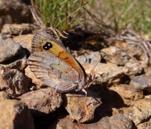 Réf. 90 008 : Erebia cassioides