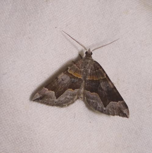 Réf. 90 177 : Scotopteryx moeniata
