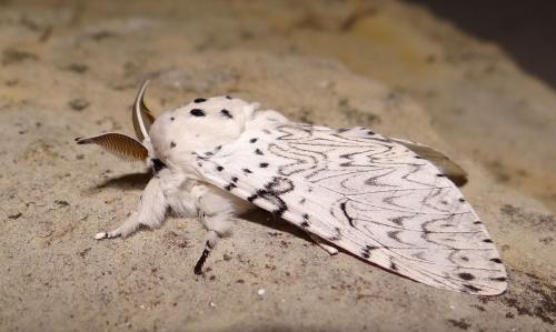 Cerura erminea
