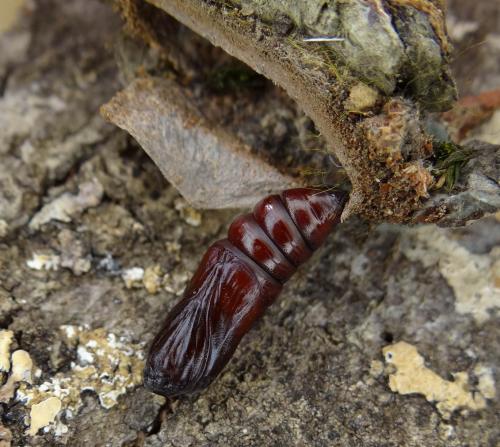Acronicta leporina