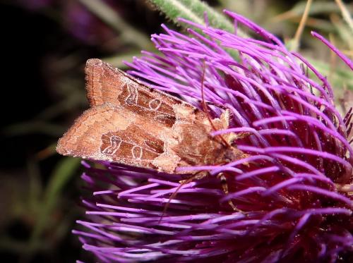 Réf. 90 414 : Chersotis cuprea