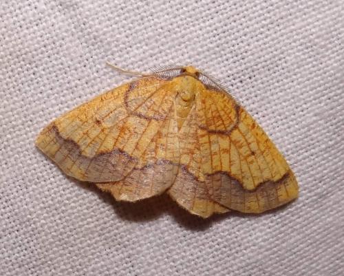 Epione vespertaria