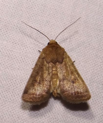 Réf. 90 744 : Hoplodrina sp.