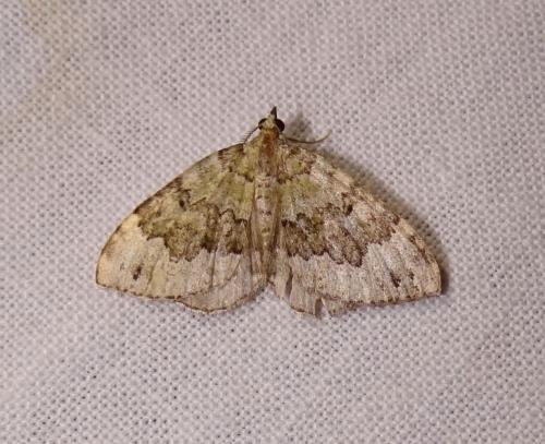 Colostygia aptata