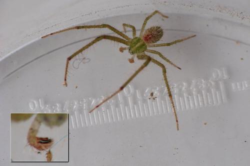 Heriaeus hirtus