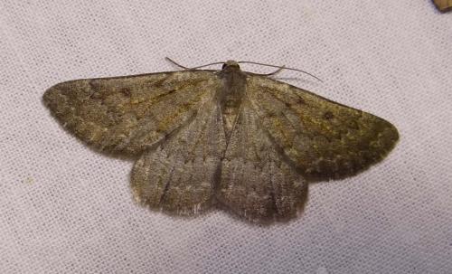 Gnophos obfuscata