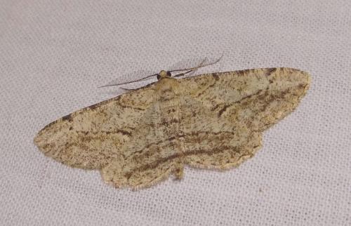 Réf. 90 745 : Peribatodes perversaria
